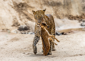 Leopard with prey is on the road. Very rare shot. Sri Lanka. Yala National Park