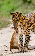 Leopard with prey is on the road. Very rare shot. Sri Lanka. Yala National Park