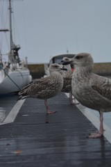 goeland