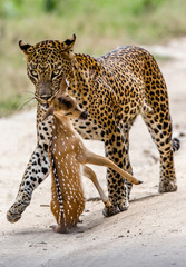 Leopard with prey is on the road. Very rare shot. Sri Lanka. Yala National Park