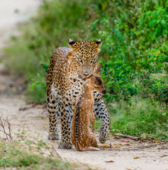 Leopard with prey is on the road. Very rare shot. Sri Lanka. Yala National Park