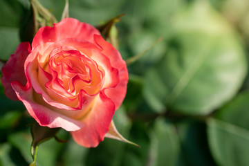 Close Up of Tropical Delight Floribunda, Floribunda Rose in Afternoon Sun, Selective Focus with Copy Space