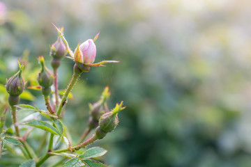 Close Up of Little Bo Peep Miniature Ground Cover Rose, Selective Focus with Copy Space