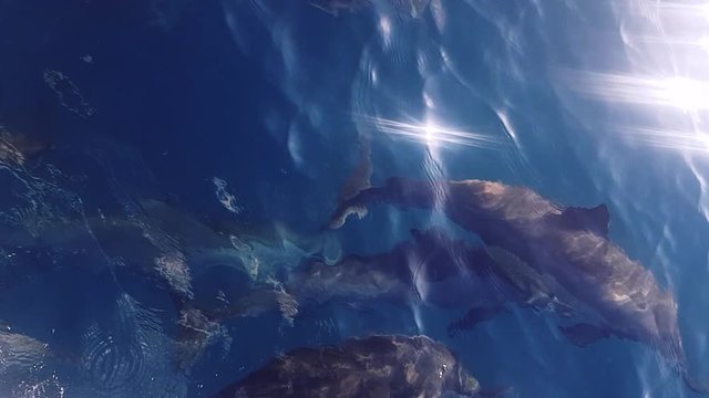 Delfine begleiten ein Ausflugsboot auf den Malediven und spielen miteinander