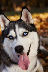 Obraz premium Portrait of a Siberian Husky dog outdoors