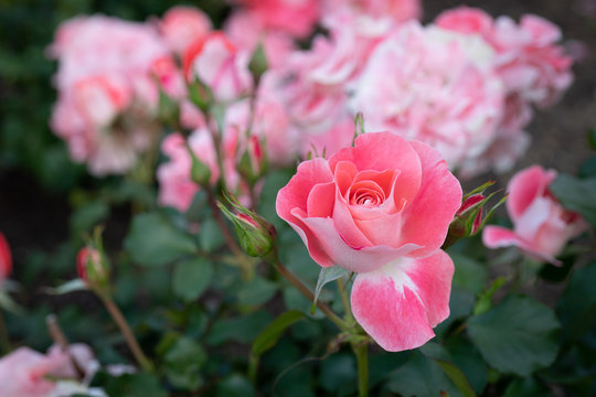 Close Up of Celina Delbard Floribunda Rose Bush in Garden, Selective Focus with Copy Space