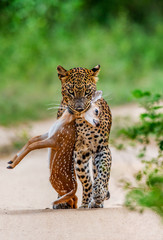 Leopard with prey is on the road. Very rare shot. Sri Lanka. Yala National Park