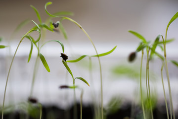 Thin sprouts of seedlings with a seed on the leaves. Macro. Selective focus.