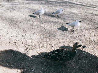 pigeon on sand