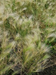 Texture background of grass