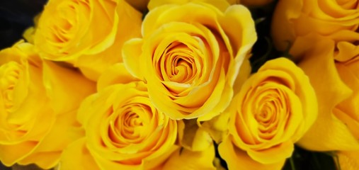bouquet of yellow roses