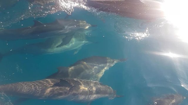 Delfine begleiten ein Ausflugsboot auf den Malediven und spielen miteinander