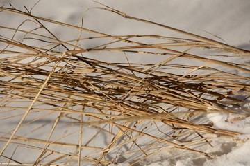 Arbustes gelés dans l'hiver canadien