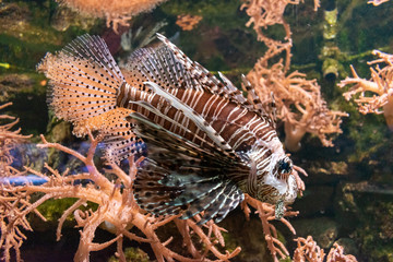 marine and tropical fish in an aquarium 
