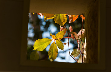 Autumn leaves outside a window low angle.