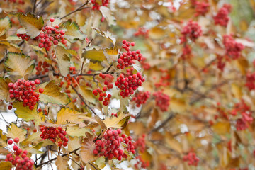 Fototapeta premium Red viburnum branch in the garden. Viburnum viburnum opulus berries and leaves outdoor in autumn fall. Bunch of red viburnum berries on a branch.
