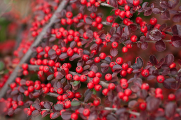 Bright red berries of bearberry cotoneaster.