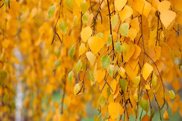 Yellowed birch leaves in the Park.