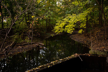Fototapeta premium river in the forest