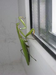 Mantis