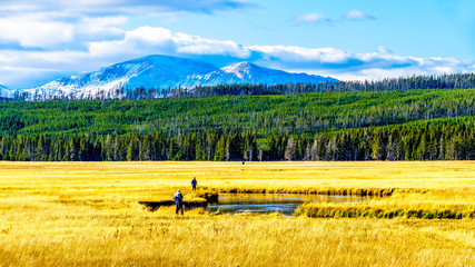 Fly fishing in the Madison River as it winds its way through the Grasslands in Yellowstone National...