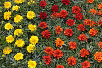 bright yellow, red, orange marigold seedlings