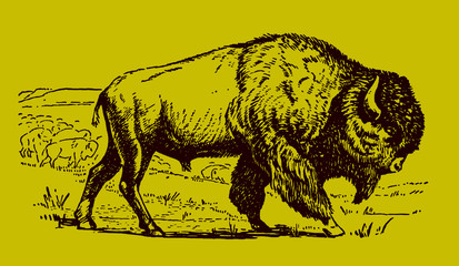 Male American plains bison in side view walking in front of herd, isolated on yellow-green background © M