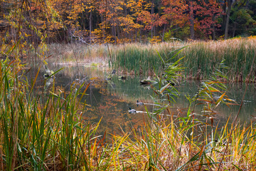 autumn in the forest