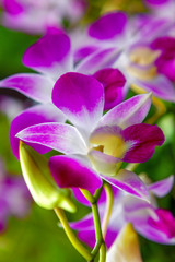 orchid dendrobium, closeup of purple flower