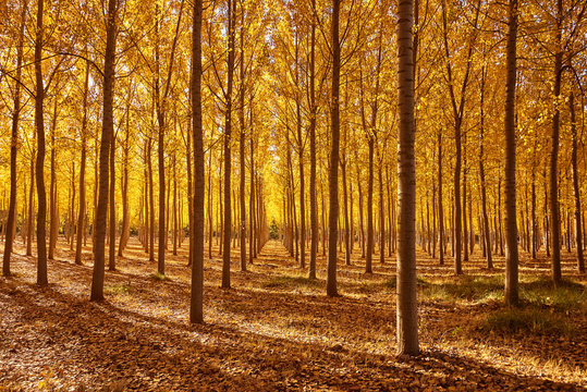 chopos en oto&ntilde;o