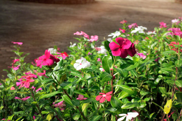 Fototapeta premium Watercress flowers in the garden.