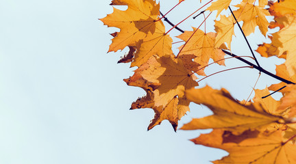 Autumn background, yellow maple leaves isolated on white background. Free space for an inscription. The time of year is autumn.