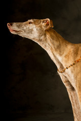 Portrait of a redhead greyhound with amber necklace