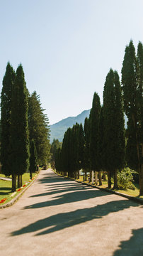 Photo of vineyard or cpuntry house with trees in mountains