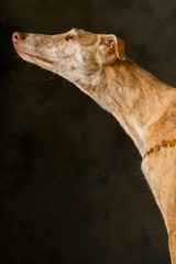 Portrait of a redhead greyhound with amber necklace