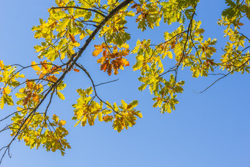 Autumn oak branch against a blue sky