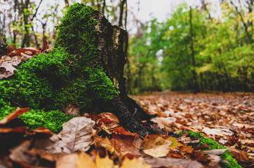 Las jesienią, zielony pień drzewa na tle kolorowych jesiennych liści. 