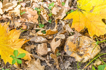 Mushroom and autumn maple and oak leaves, close-up
