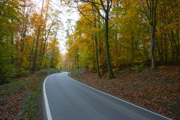 Autumn Street in the forest near Erlligheim, South of Germany