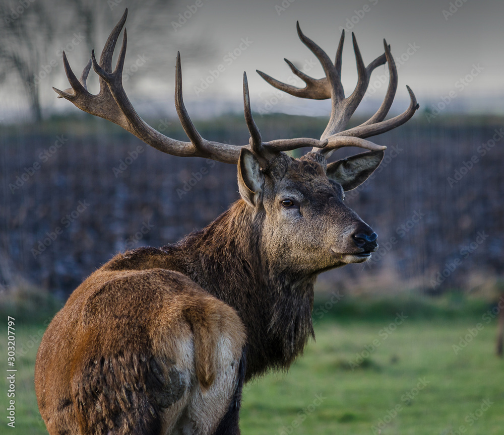 Wall mural Stag