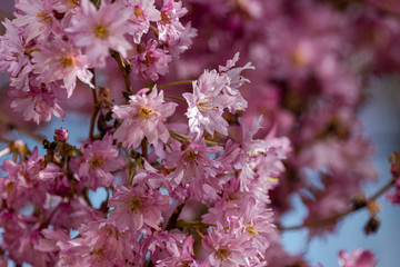Fototapeta premium Cherry Blossom