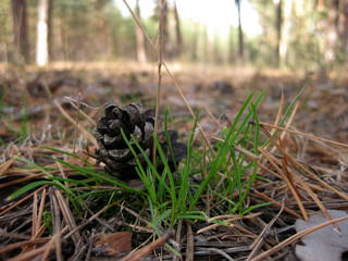 Forest landscape