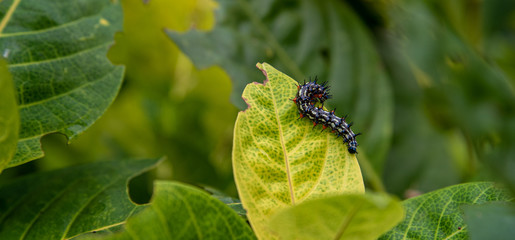 doleschallia bisaltide caterpillar going to eat alone