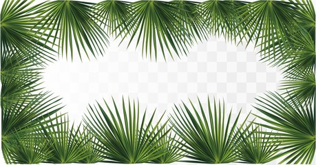 Green palm leaves. Tropical palm leaves isolated on transparent background. 3D realistic leaves with copy space for your text. Summer leaf. Icons banner. Leaves close up. Vector illustration