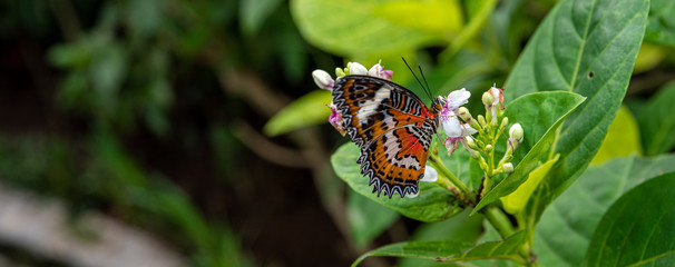 Fototapeta na wymiar red lacewing butterfly drinking nectar from a flower