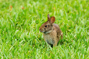Rabbitt looking in green grass