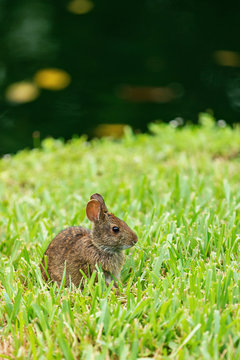 Small rabbitt in green grass