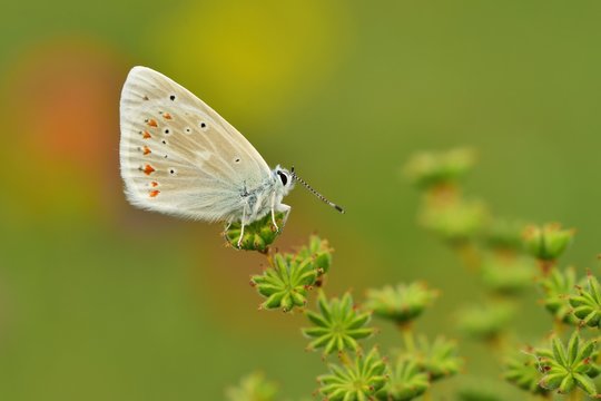 Polyommatus dorylas  784