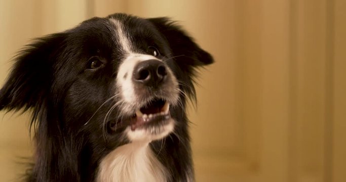 border collie barks in slow motion, Adorable border collie dog is tilting his head, dog, border collie, pet, animal, collie, puppy, cute, canine, black, isolated, breed, portrait, border, slow motion
