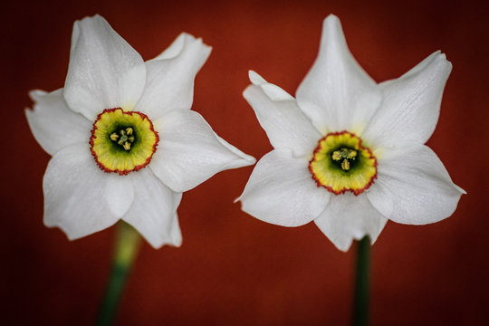 Daffodile
